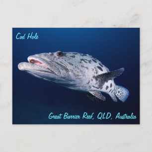 Cartão Postal Cartão-postal de Batata no Buraco do Bacalhau