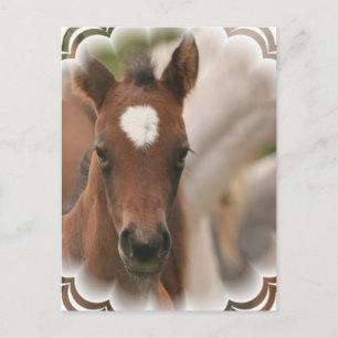 Cartão Postal Cartão-postal de bebê equino