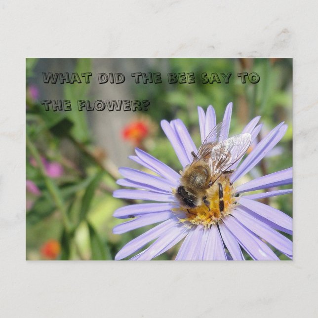 Cartão Postal Cartão-postal de Bee Engraçado (Frente)