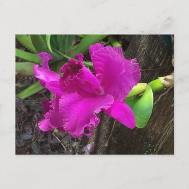 Cartão Postal Cartão-postal de beleza (Frente)