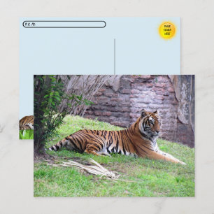 Cartão Postal Cartão-postal de Bengala de Tigre com Caixa de Ide