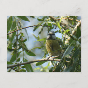 Cartão Postal Cartão-postal de Bird DIY, um Pássaro Colorido
