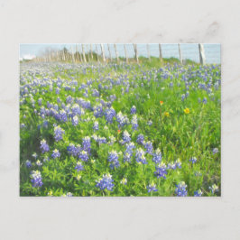 Cartão Postal Cartão-postal de Bluebonnets na estrada