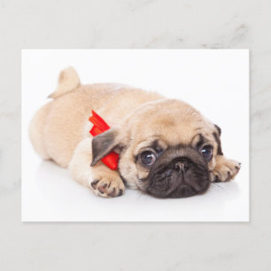 Cartão Postal Cartão-postal de Bog Puppy Dog