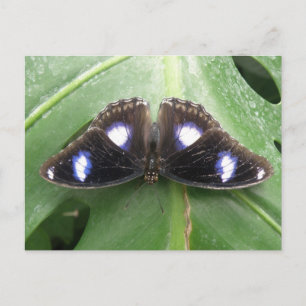 Cartão Postal Cartão-postal de borboleta azul bonito