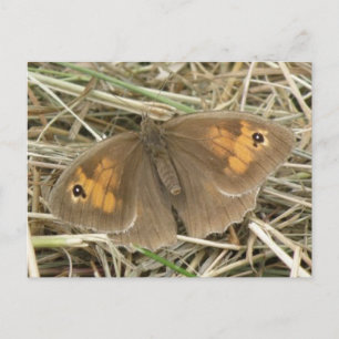 Cartão Postal Cartão-postal de Borboleta Marrom-prateada-das-Mea