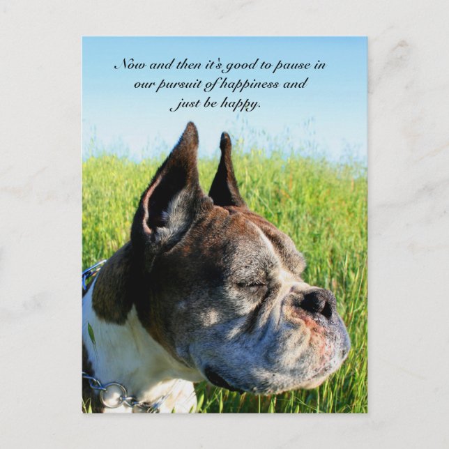 Cartão Postal Cartão-postal de boxe da felicidade (Frente)