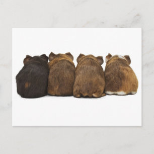 Cartão Postal Cartão-postal de Bumbuns para porcos