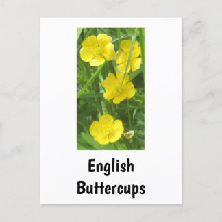 Cartão Postal Cartão-postal de Buttercups Inglês