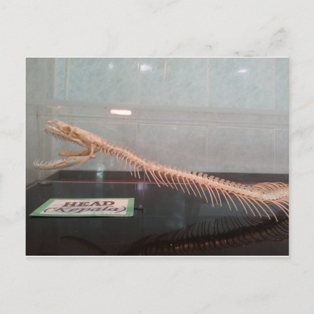 Cartão Postal Cartão-postal de cabeça cobra (Frente)