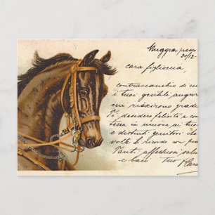 Cartão Postal Cartão-postal de cabeça de cavalo antigo
