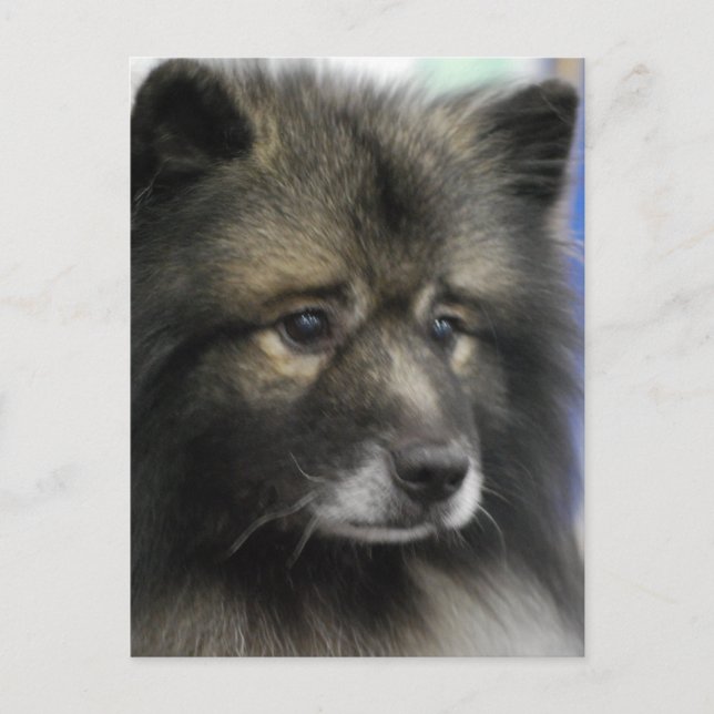 Cartão Postal Cartão-postal de Cachorro Keeshond (Frente)
