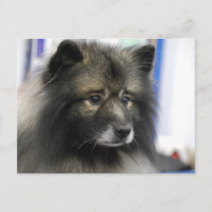 Cartão Postal Cartão-postal de Cachorro Keeshond