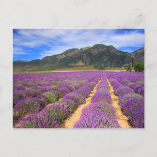 Cartão Postal Cartão-postal de Campos de lavanda para sempre