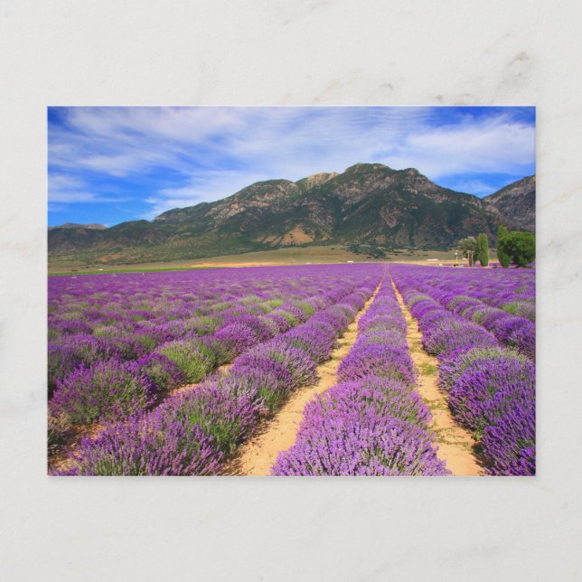Cartão Postal Cartão-postal de Campos de lavanda para sempre (Frente)