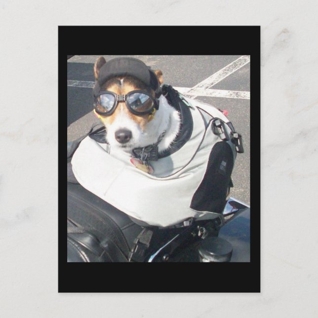 Cartão Postal Cartão-postal de cão (Frente)