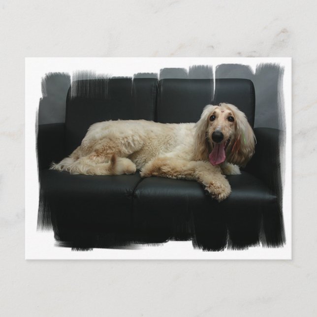 Cartão Postal Cartão-postal de cão de caça afegão (Frente)