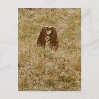 Cartão Postal Cartão-postal de cão praire bonito
