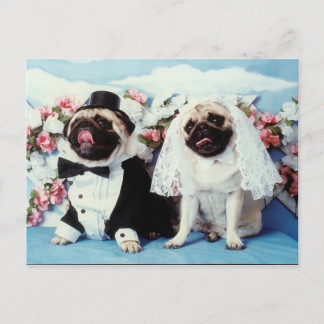 Cartão Postal Cartão-postal de Casamento de Cães Pug (Frente)