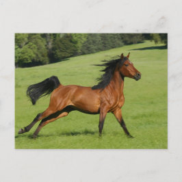 Cartão Postal Cartão-postal de Cavalo Árabe