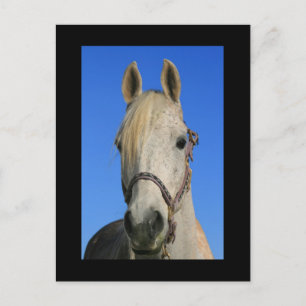 Cartão Postal Cartão-postal de Cavalo Branco