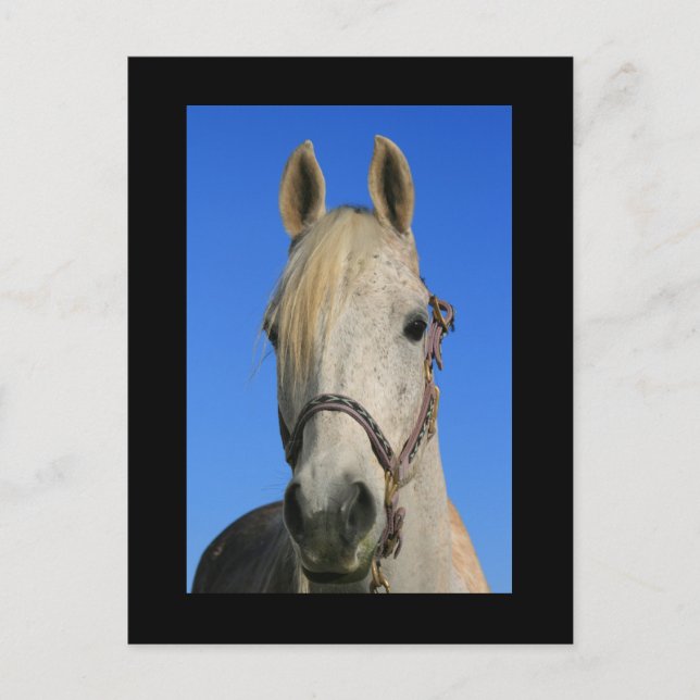 Cartão Postal Cartão-postal de Cavalo Branco (Frente)