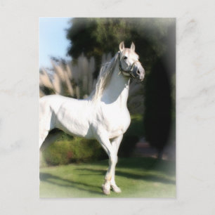 Cartão Postal Cartão-postal de Cavalo Branco