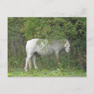 Cartão Postal Cartão-postal de Cavalo Branco Tímido