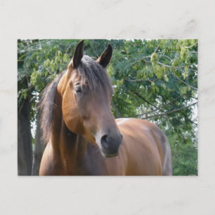 Cartão Postal Cartão-postal de Cavalo Completo de Baía