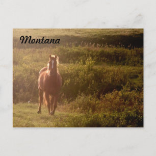 Cartão Postal Cartão-postal de Cavalo de Montana