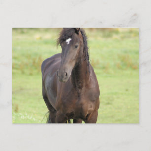 Cartão Postal Cartão-postal de Cavalo Frésio Doce