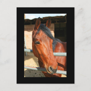 Cartão Postal Cartão-postal de Cavalo Marrom escuro