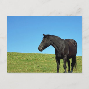Cartão Postal Cartão-postal de Cavalo Negro