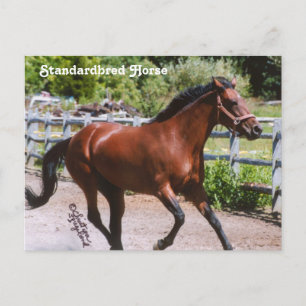 Cartão Postal Cartão-postal de Cavalo Padrão