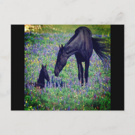 Cartão Postal Cartão-postal de Cavalo Selvagem