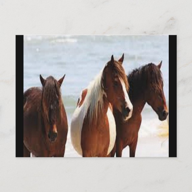Cartão Postal Cartão-postal de cavalos (Frente)