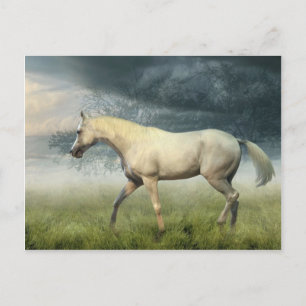Cartão Postal Cartão-postal de cavalos