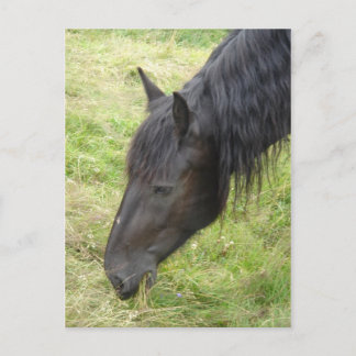 Cartão Postal Cartão-postal de cavalos