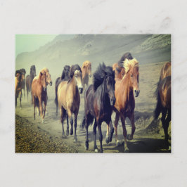 Cartão Postal Cartão-postal de cavalos