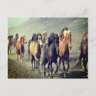 Cartão Postal Cartão-postal de cavalos