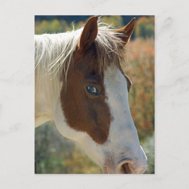 Cartão Postal Cartão-postal de cavalos (Frente)