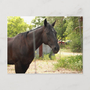Cartão Postal Cartão-postal de cavalos