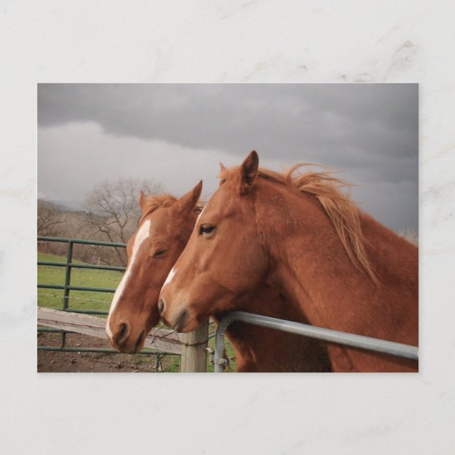 Cartão Postal Cartão-postal de cavalos (Frente)