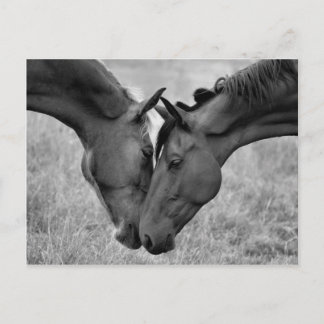 Cartão Postal Cartão-postal de cavalos
