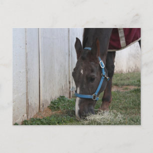Cartão Postal Cartão-postal de cavalos