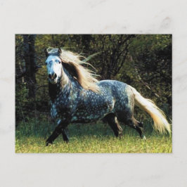 Cartão Postal Cartão-postal de cavalos