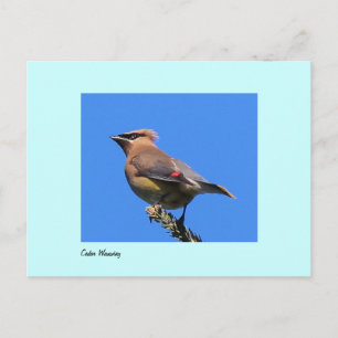 Cartão Postal Cartão-postal de Cedar Waxwing