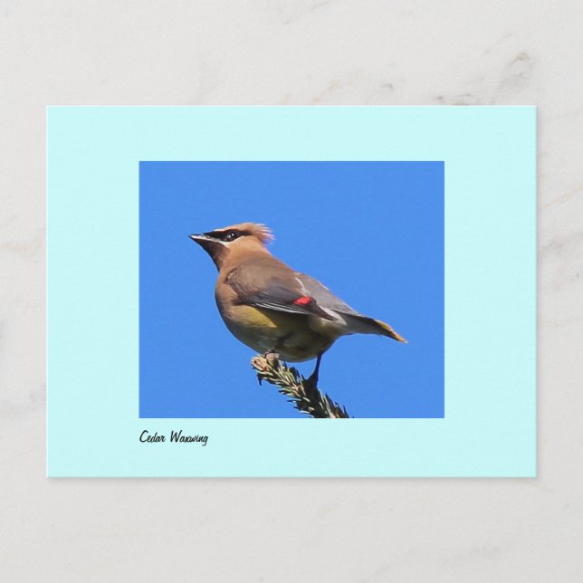 Cartão Postal Cartão-postal de Cedar Waxwing (Frente)