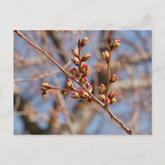 Cartão Postal cartão-postal de cereja florida