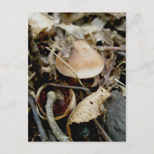 Cartão Postal Cartão-postal de Chapéu Laranja